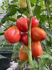 Tomaten paprikapflanzen gebraucht kaufen  Großaitingen