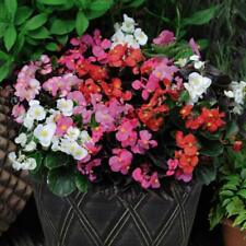 Begonia organdy mixed for sale  IPSWICH