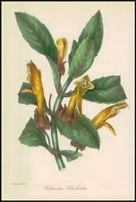 1834-1849 COLUMNEA SCHEIDEANA Goldfish Plant Paxton Botanical (PB42) for sale  Shipping to South Africa