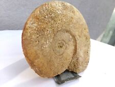 Fossiles d'occasion  Bruay-sur-l'Escaut