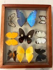 Butterfly shadow box for sale  Saint Augustine