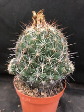 Coryphantha delaetiana vivaio usato  Massafra