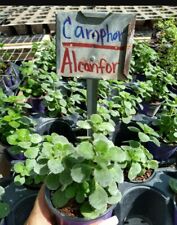 Plectranthus tomentosa camphor for sale  Homestead
