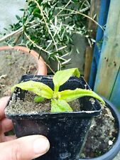 spider plant for sale  Ireland