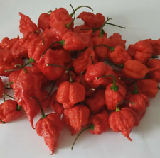 New  CAROLINA REAPER CHILLI Vegetables Hottest Rare Premium Pepper 100+ Seeds for sale  Shipping to South Africa