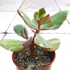 Crassula ovata tricolor for sale  FAKENHAM