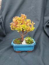 Bonsai tree rubicon for sale  UK