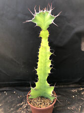 Euphorbia grandicornis vivaio usato  Massafra