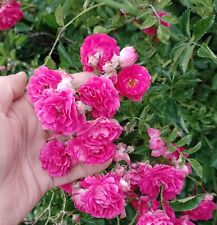 Garden rose plants for sale  LISBURN