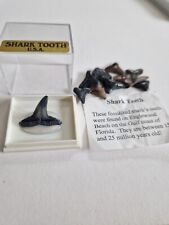 Fossil Sharks Teeth, Large And Small Teeth, Fossilized. for sale  Shipping to South Africa