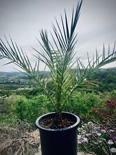 Phoenix canarienses canary for sale  Temecula