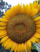 Giant sunflower single for sale  BROCKENHURST