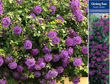 Rose bush purple for sale  DARLINGTON