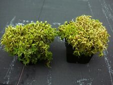 Sphagnum torfmoos moorpflanze gebraucht kaufen  Versmold