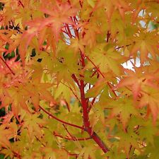 Acer palmatum sangokaku for sale  GLASGOW