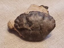 Crabe fossile liomera d'occasion  Sessenheim