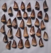 33Ps dente de mosassauro real em exibição réptil cretáceo 112 a 93,5 milhões de anos, usado comprar usado  Enviando para Brazil