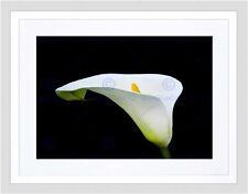 White calla lily for sale  EDINBURGH