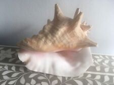 conch shells for sale  NEWMARKET