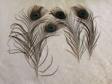 Peacock feathers for sale  DUNFERMLINE