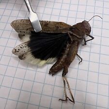 Used, Orthoptera Acrididae Dissosteira carolina?? ORT 030 Collected Sk, Canada for sale  Shipping to South Africa
