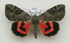 Erebidae - Catocala electa - Rosy Underwing - #65 - female for sale  Shipping to South Africa