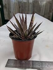 Agave filifera 9cm for sale  WELLS