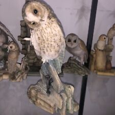 Teviotdale tawny owl for sale  TELFORD