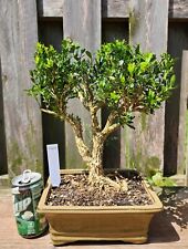 Large harland boxwood for sale  Saint Louis