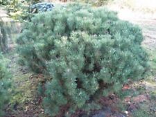 Pinus mugo var. for sale  Shipping to Ireland