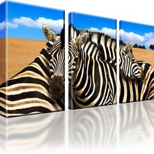 Zebra tiere afrika gebraucht kaufen  Deutschland