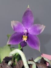 Orchid orchid phalaenopsis for sale  Shipping to Ireland