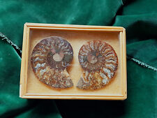 Ammoniten paar poliert gebraucht kaufen  Langenzenn