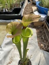 Sarracenia flava var for sale  Indian Trail