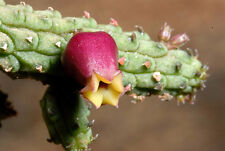 5 Echidnopsis ericiflora STAPELIA AFRICAN SUCCULENT SEEDS SEMI ORCHIDEA DESERTO usato  Italia