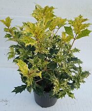 Osmanthus tricolor pianta usato  Vaprio D Agogna