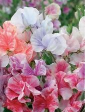 Flower sweet pea for sale  WREXHAM