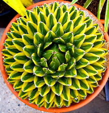 Agave Ibex-reginae Sun Power variegated ex no crested Haworthia for sale  Shipping to South Africa