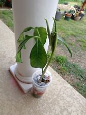 Amorphophallus titanum plant for sale  Belton