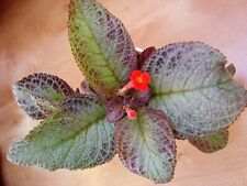 Episcia jim sea d'occasion  Expédié en France