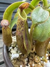 Nepenthes unknown tropical for sale  Dallas