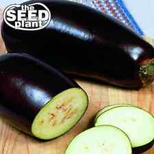 Black beauty eggplant for sale  Sulphur Springs