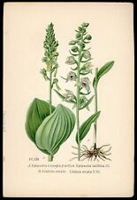 Planche botanique epipactis d'occasion  Toulouse-