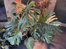 Used, Thai  Constellation Monstera Extra Large Huge Healthy And Established Plant for sale  Shipping to South Africa