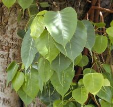 SEME fico di Buddha fico di pioppo ficus religiosa ha foglie bellissime usato  Spedire a Italy