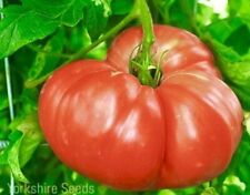 20x tomato giant for sale  DEWSBURY