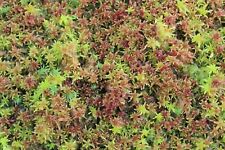 Live red sphagnum for sale  ANDOVER