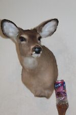 Whitetail doe deer for sale  Brandon