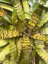 Bromeliad mini neoregelia for sale  Boca Raton
