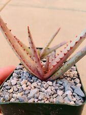 Aloe capitata rare for sale  Carlsbad